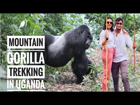 Gorilla trekking Uganda