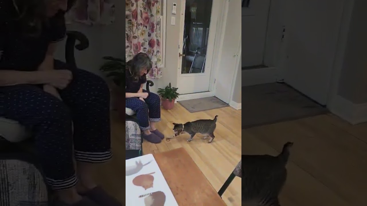 Enlarge Yoko, a Adoptable mixed breed in Verdun, QC video 5/6