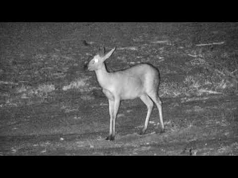 Djuma: Common Grey Duiker - 19:51 - 10/15/18