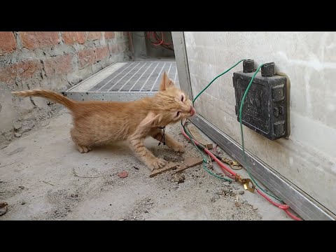 Laddo cat enjoying with Electric wire😺😺