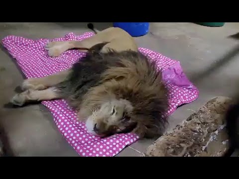 Meet Lambert, the Lion Who Likes to Roll in His Blankie