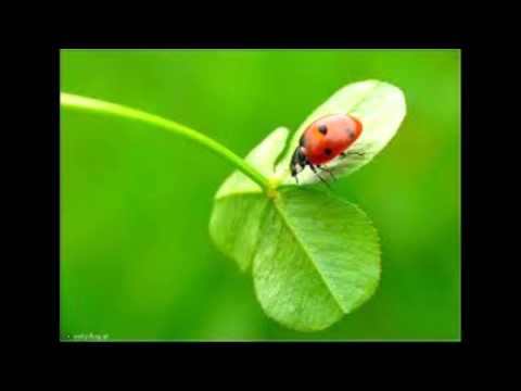 Robert Janowski - Kto nigdy nie żył...