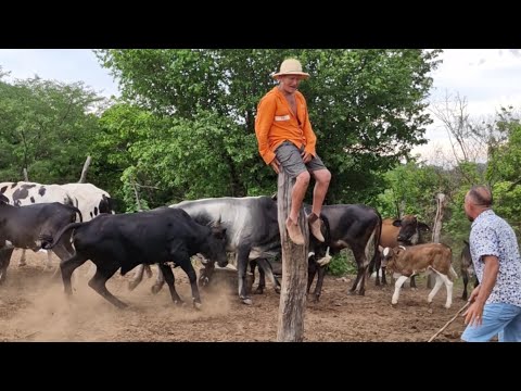 seu mane comprou uma boiada#comedia #pegadinha #humor #videosengracados