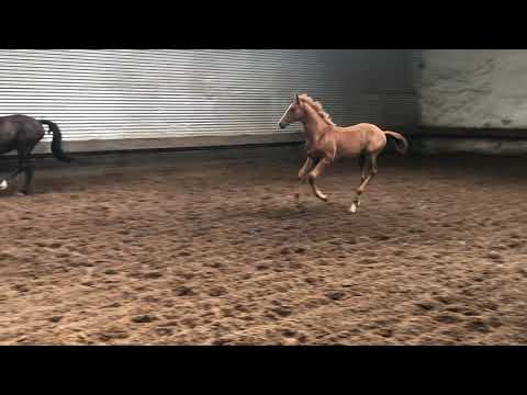 Valdivia von High Motion x Exclusiv x Showmaster