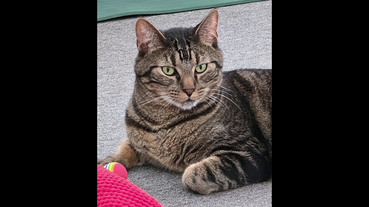 Finnegan, an adopted Tabby in Laguna Woods, CA video 6/6