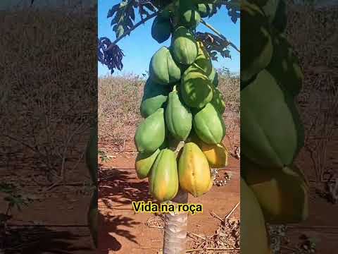 fazenda Diniz besouro de são Gabriel ba