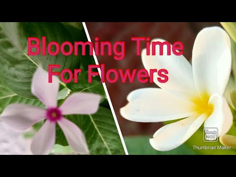 Blooming Season for Flowers in my Land