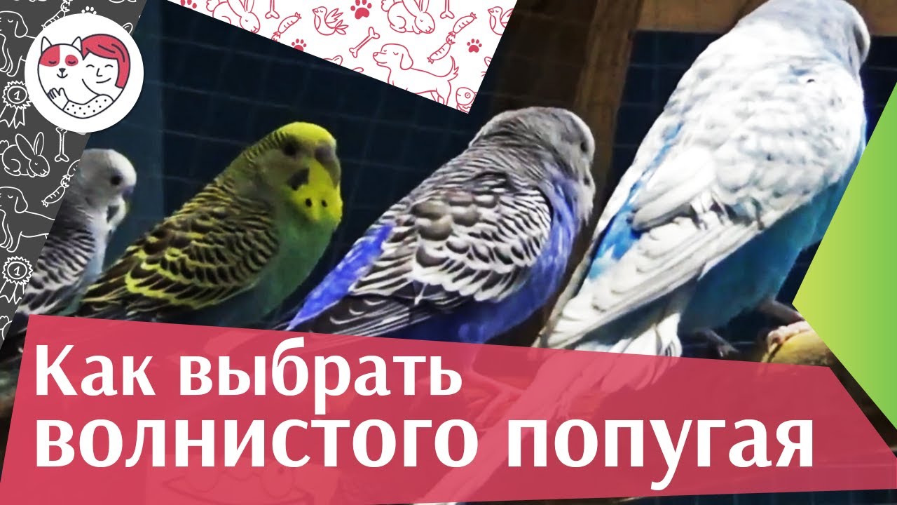 Выбираем волнистого попугая: советы на ilikepet