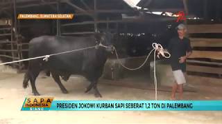 Ini Dia Penampakan dan Harga Sapi Jokowi untuk Kurban Idul Adha