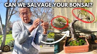 How to Improve Your Bonsai: Live Critiques & Tips! | Q&A