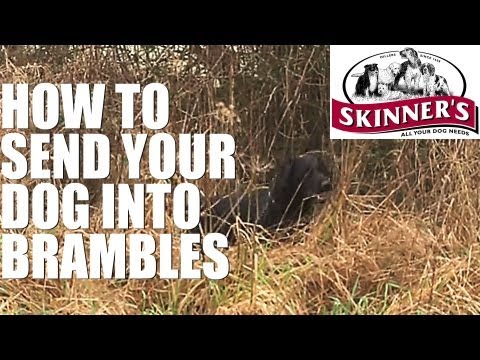 Gundog training tips - how to go into brambles