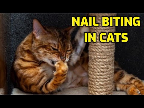 Is It Normal For Cats To Bite Their Claws?