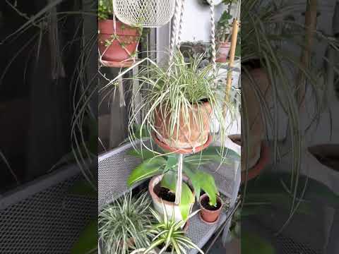 バルコニー、テラス、パティオのプランターを引き立てる常緑植物はどれですか?  庭園