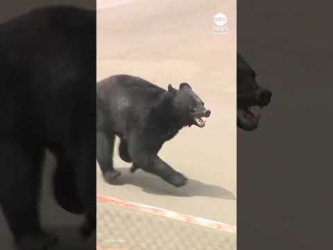 Bear attack in Japan injures four people