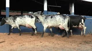 Vídeo 24 - 1ª ETAPA MEGA LIQUIDAÇÃO TOTAL AGROPECUÁRIA MARAJOARA - DIA 4 | GADO GIROLANDO E HOLANDÊS