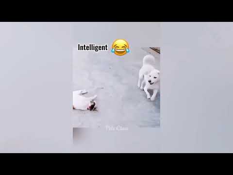 Funniest Animals 2023 😂 Funny Dogs and Cats Videos 😺🐶 Part 1