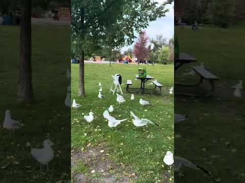 Beautiful Sea 🌊 Birds 🐦 at Money’s Bay Park Ottawa Canada 🇨🇦