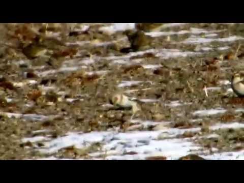 Bunting Hunting Success:Mixed flock of Horned Larks, Snow Buntings, and Lapland Longspurs