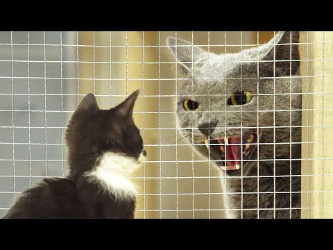 Angry Cat Hissing at new KittenㅣDino cat