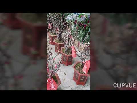 Vườn hoa tại Singapore những ngày gần tết.