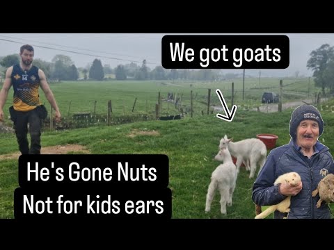 Not for kids ears, He's gone nuts, We got goats #farm #farming #lambs #cows #cuteanimals #shepherd