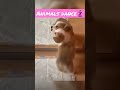 animals dance - Let's twist again | #shorts #funny #memes #animals #teilen