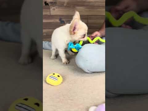 Video 3