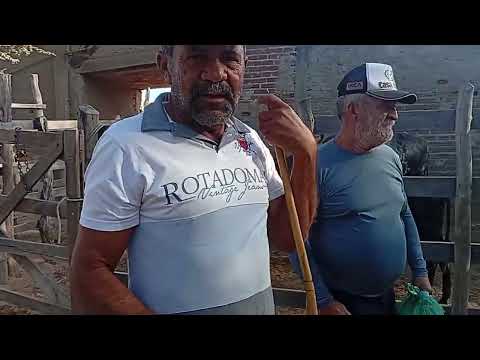 Feira de Gado de Jataúba PE 28/11/2025