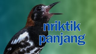 Download lagu ANIS KEMBANG GACOR NGEPLONG mp3
