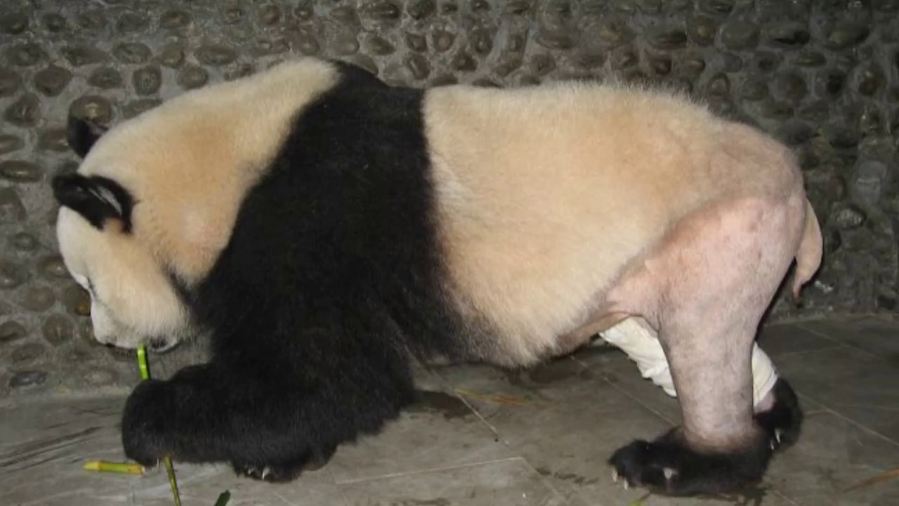 Giant Panda With Shaved Legs in 2008 Goes Viral Online In China