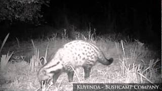 preview picture of video 'Civet (night infrared), South Luangwa National Park, Zambia, Africa'