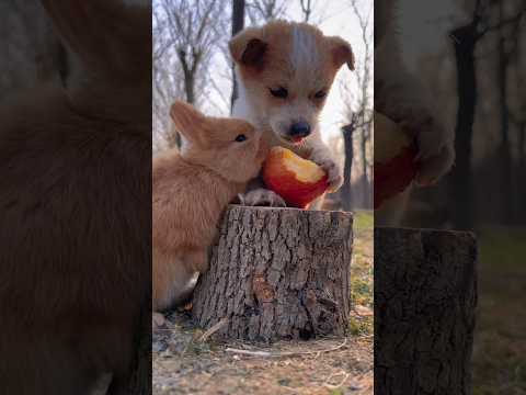 Cute puppy barking Dog 🐶 rabbit 🐇 sound