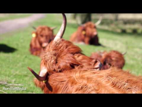 Lente in de Broekpolder