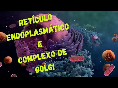 Retículo endoplasmático e complexo de Golgi - Fisiologia Humana