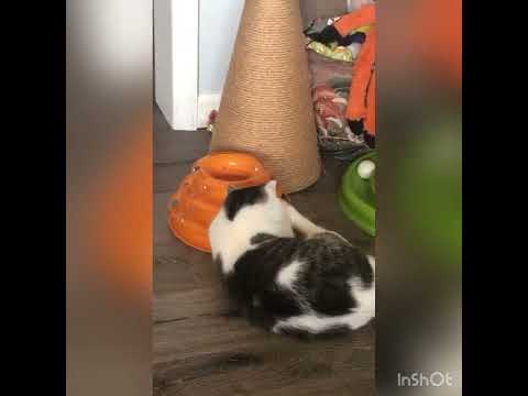 My Cats (A Compilation) Fluffy Ulla and Shorthair Hazel