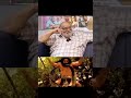 Maruthanayagam About Kamalhaasan Tamilcinema Kollywoodcinima Indiancinema