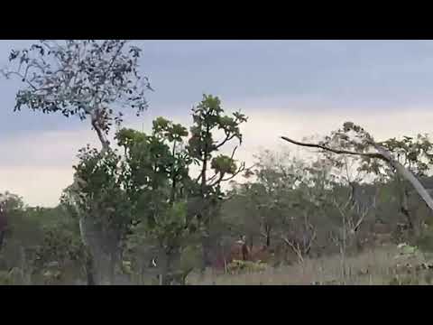 Excelente fazenda dupla aptidão Lizarda-Tocantins 