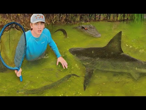Ich habe einen Teich voller Monsterhaie entdeckt!