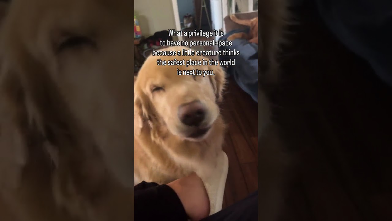 Golden Retriever's Sweetest Snuggle 🥰🐾