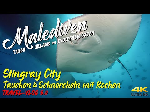 MALEDIVEN 2021 - Stingray City "Tauchen & Schnorcheln mit Rochen & Haien" 4K 🦈 Süd-Male Atoll