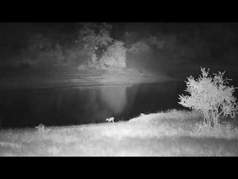 Djuma: Two small Antelope on this side of dam-Leopard(Tingana) spots them - 22:58 - 12/08/20