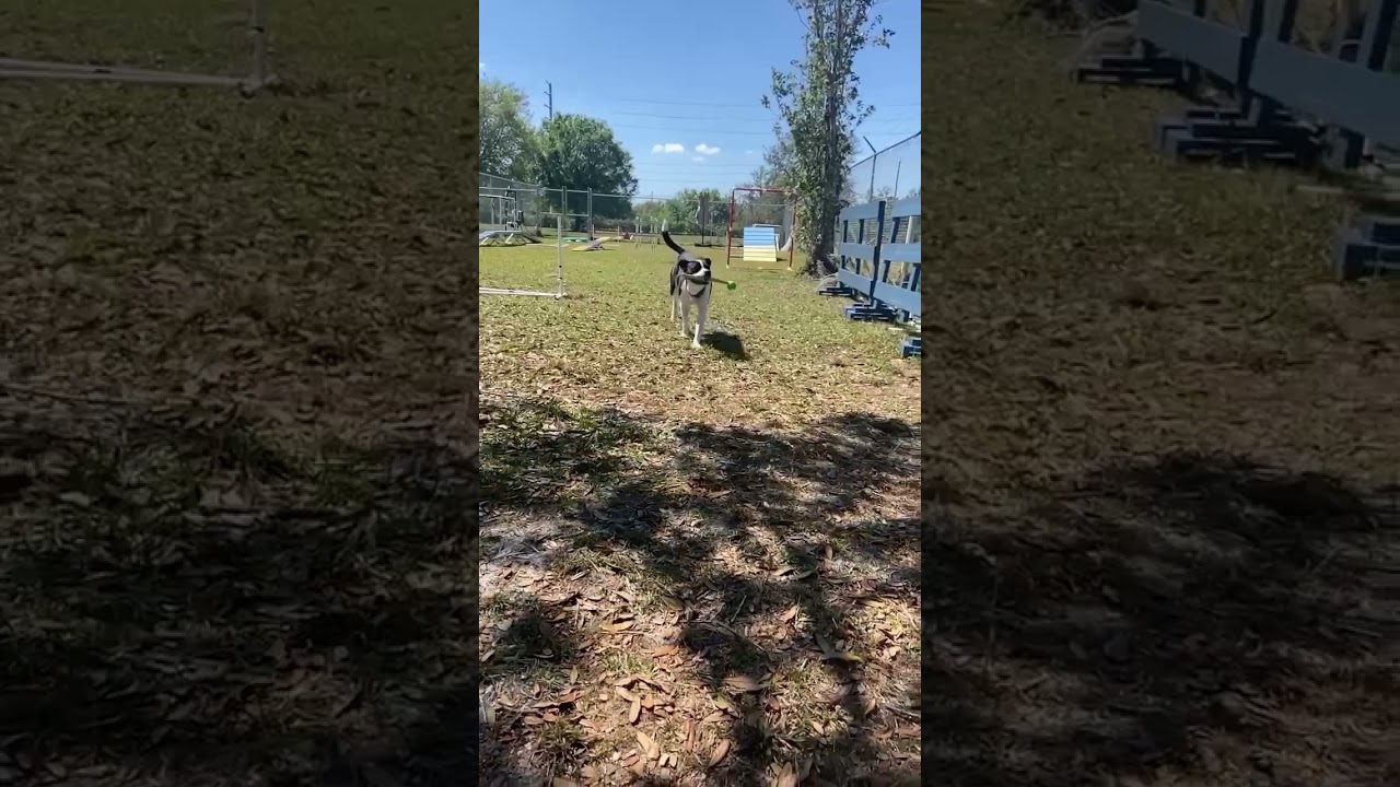 Enlarge Drax, a Adoptable Mixed Breed in Sarasota, FL video 6/6
