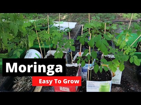 image-How does a Moringa tree grow?