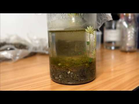 I Built a $0 Self-Sustaining Ecosystem (Step-by-Step Guide)