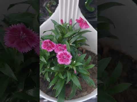 Dianthus care in summer  season #plants #gardening #My Pleasant _Garden