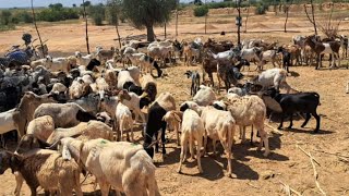 Vaccination animale : L'État injecte plus de 2 milliards FCFA pour protéger nos élevages