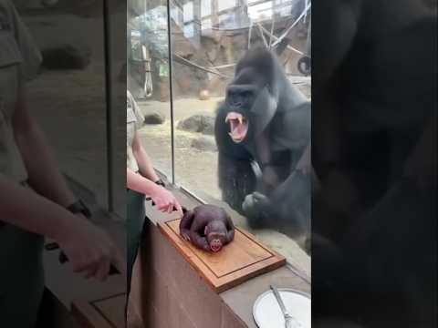 The zookeeper cut a birthday cake… and the real gorilla lost it. #shorts