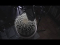 Here S A Cactus Player WOW Awesome