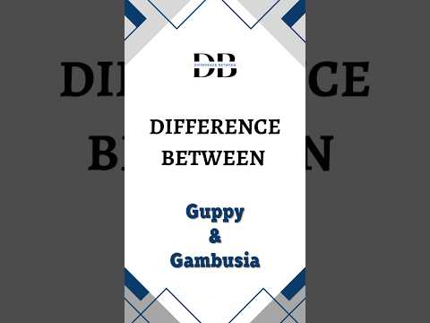 Difference Between Guppy and Gambusia | Guppies vs. Gambusia: The Ultimate Fish Face-off