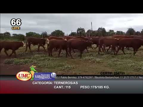 Lote 115 Terneros/as en Virasoro, Corrientes